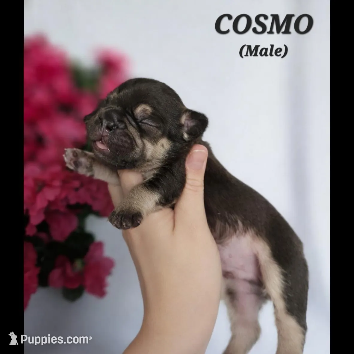 Cosmo, a male French Bulldog for sale in San Diego, CA – Photo 2 of 2