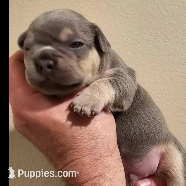 Elroy, a male French Bulldog for sale in San Diego, CA – Photo 4 of 5