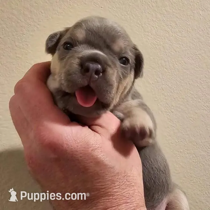 Elroy, a male French Bulldog for sale in San Diego, CA – Photo 3 of 5