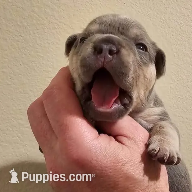 Elroy, a male French Bulldog for sale in San Diego, CA – Photo 5 of 5