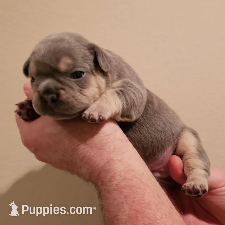 Elroy, a male French Bulldog for sale in San Diego, CA – Photo 2 of 5