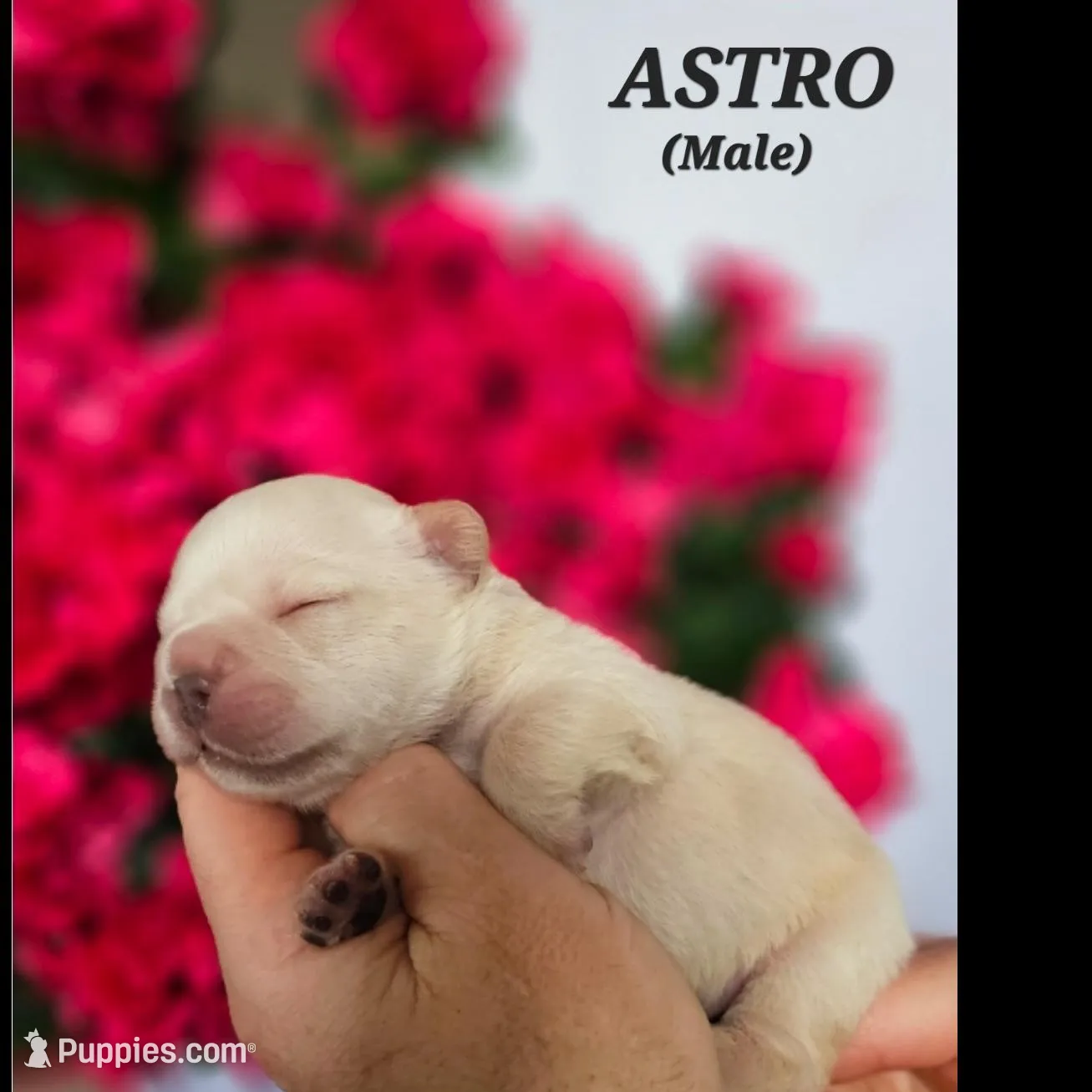 Astro, a male French Bulldog for sale in San Diego, CA – Photo 2 of 2