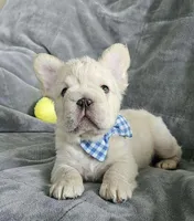 Astro Big Rope, a male French Bulldog for sale in San Diego, CA – Photo 2 of 3