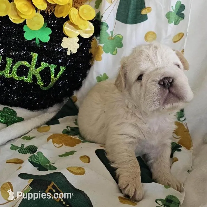 Astro Big Rope, a male French Bulldog for sale in San Diego, CA – Photo 2 of 4