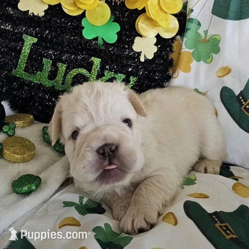 Astro Big Rope, a male French Bulldog for sale in San Diego, CA – Photo 3 of 4