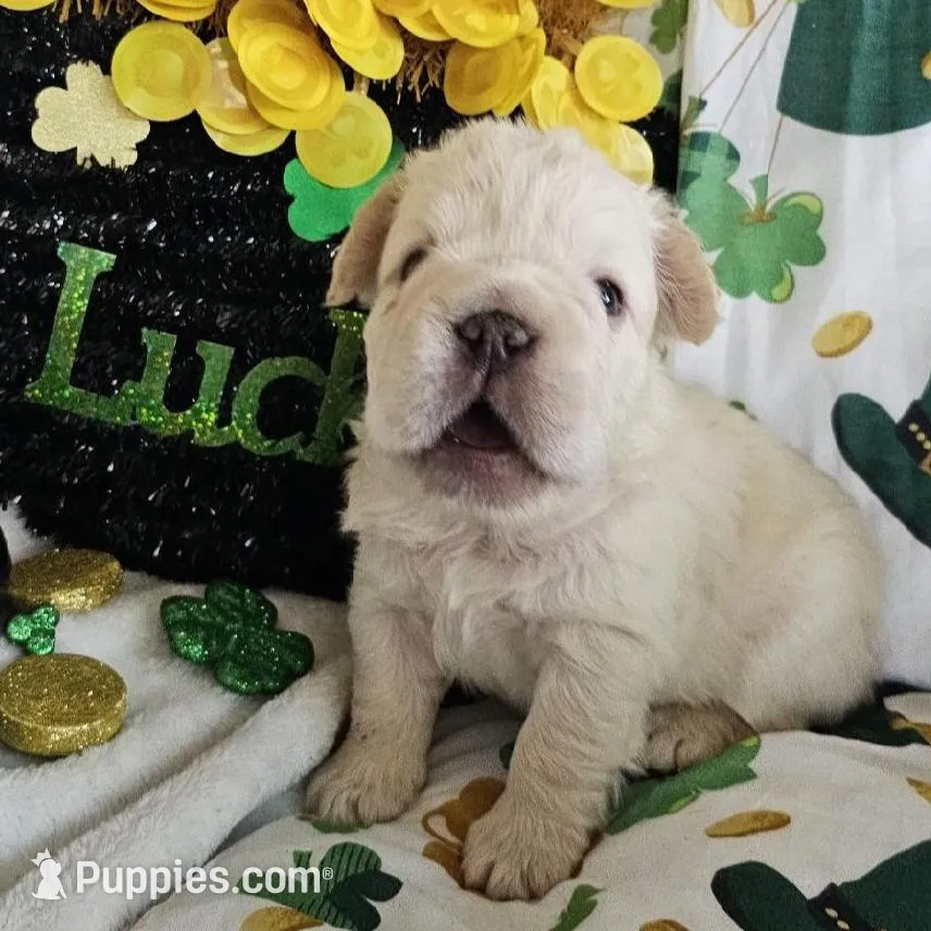 Astro Big Rope – French Bulldog puppy for sale in San Diego, CA