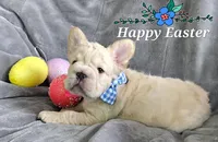 Astro Big Rope, a male French Bulldog for sale in San Diego, CA – Photo 3 of 3