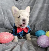 Astro Big Rope, a male French Bulldog for sale in San Diego, CA – Photo 1 of 3