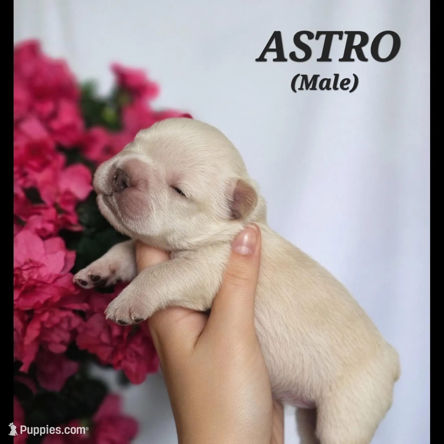 Astro