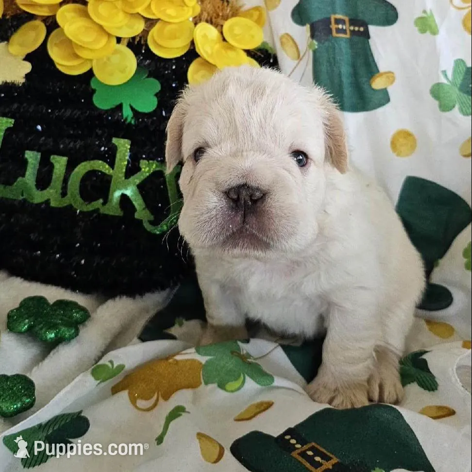 Astro Big Rope, a male French Bulldog for sale in San Diego, CA – Photo 4 of 4