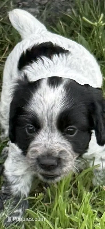Girl pup 1 – English Cocker Spaniel puppy for sale in Moultrie, GA