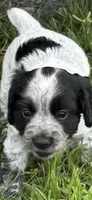 Girl pup 1, a female English Cocker Spaniel for sale in Moultrie, GA – 1 of 3