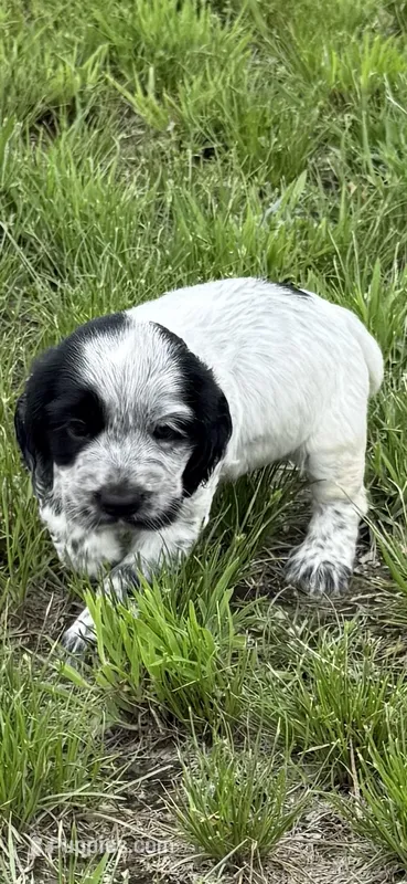 Boy pup 1 – English Cocker Spaniel puppy for sale in Moultrie, GA