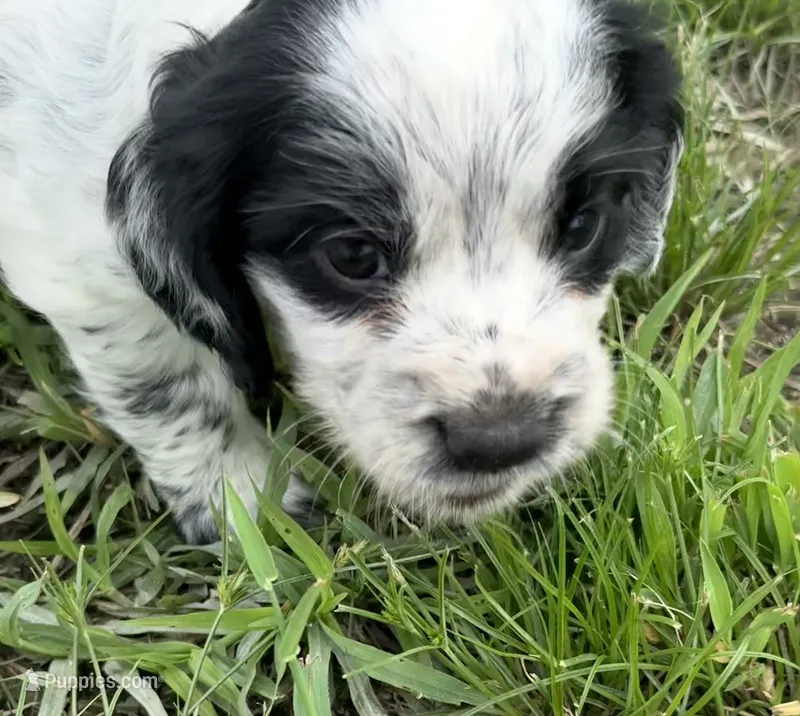 Boy puppy 2 – English Cocker Spaniel puppy for sale in Moultrie, GA
