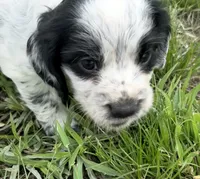 Boy puppy 2, a male English Cocker Spaniel for sale in Moultrie, GA – 1 of 3