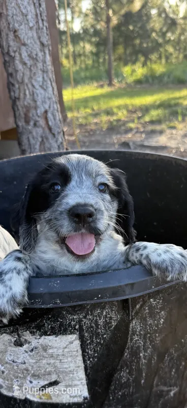 Boy pup 1 – English Cocker Spaniel puppy for sale in Moultrie, GA