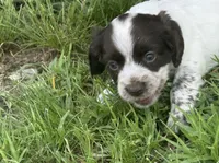 Girl pup 4, a female English Cocker Spaniel for sale in Moultrie, GA – 3 of 3