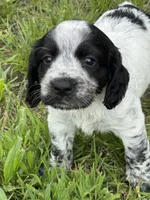 Boy puppy 2, a male English Cocker Spaniel for sale in Moultrie, GA – 2 of 3