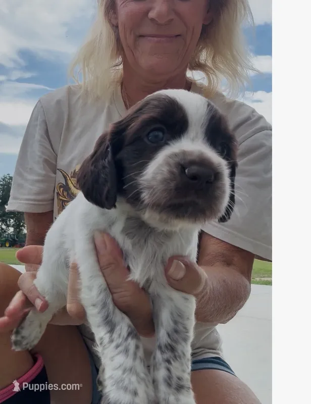 Girl pup 4 – English Cocker Spaniel puppy for sale in Moultrie, GA