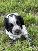 Girl pup 1, a female English Cocker Spaniel for sale in Moultrie, GA – 2 of 3