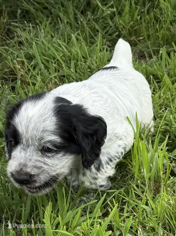 Girl pup 2 – English Cocker Spaniel puppy for sale in Moultrie, GA