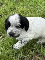 Boy pup 1, a male English Cocker Spaniel for sale in Moultrie, GA – 3 of 4