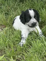 Girl pup 1, a female English Cocker Spaniel for sale in Moultrie, GA – 3 of 3