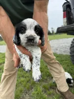Boy puppy 2, a male English Cocker Spaniel for sale in Moultrie, GA – 3 of 3
