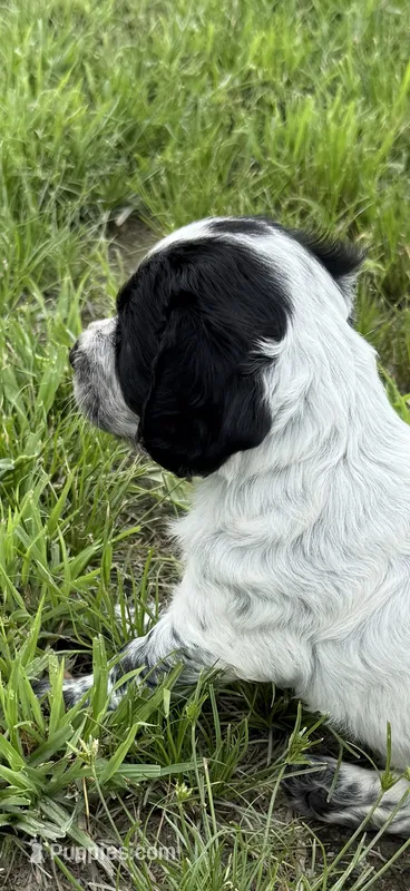 Girl Pup 3 – English Cocker Spaniel puppy for sale in Moultrie, GA