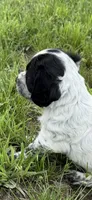 Girl Pup 3, a female English Cocker Spaniel for sale in Moultrie, GA – 1 of 2