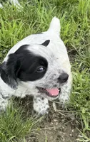 Girl pup 2, a female English Cocker Spaniel for sale in Moultrie, GA – 2 of 2