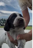 Girl Pup 5, a female English Cocker Spaniel for sale in Moultrie, GA – 1 of 2