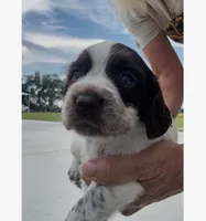 Girl Pup 5, a female English Cocker Spaniel for sale in Moultrie, GA – 2 of 2