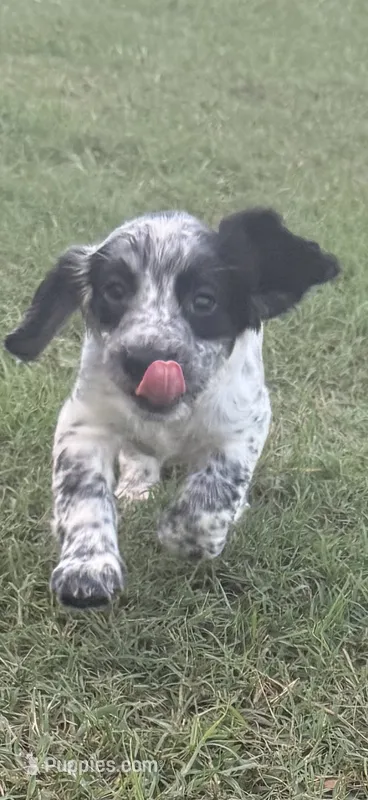 Girl pup 2 – English Cocker Spaniel puppy for sale in Moultrie, GA