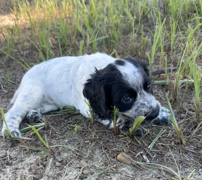 Girl pup 2 – English Cocker Spaniel puppy for sale in Moultrie, GA