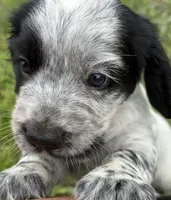 Girl Pup 3, a female English Cocker Spaniel for sale in Moultrie, GA – 2 of 2