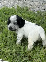 Boy pup 1, a male English Cocker Spaniel for sale in Moultrie, GA – 2 of 4