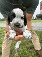 Boy pup 1, a male English Cocker Spaniel for sale in Moultrie, GA – 4 of 4