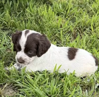 Girl pup 4, a female English Cocker Spaniel for sale in Moultrie, GA – 2 of 3