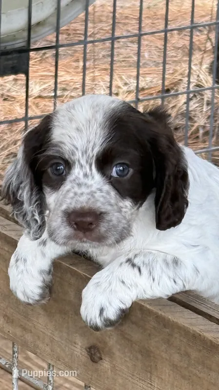 Girl Pup 5 – English Cocker Spaniel puppy for sale in Moultrie, GA