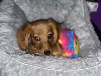 Zoe Allegra, a female Miniature Dachshund for sale in Killeen, TX – 2 of 10