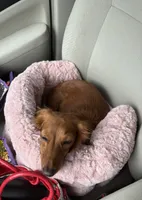 Zoe Allegra, a female Miniature Dachshund for sale in Killeen, TX – 10 of 10