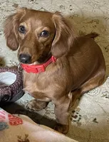 Zoe Allegra, a female Miniature Dachshund for sale in Killeen, TX – 4 of 10