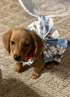 Zoe Allegra, a female Miniature Dachshund for sale in Killeen, TX – 1 of 10