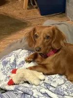 Zoe Allegra, a female Miniature Dachshund for sale in Killeen, TX – 9 of 10