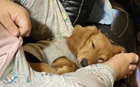 Zoe Allegra, a female Miniature Dachshund for sale in Killeen, TX – 6 of 10