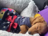Zoe Allegra, a female Miniature Dachshund for sale in Killeen, TX – 3 of 10