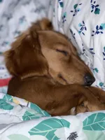 Zoe Allegra, a female Miniature Dachshund for sale in Killeen, TX – 5 of 10