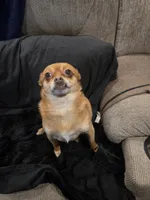 R2D2, a male Chihuahua for sale in Jackson, KY – Photo 1 of 2