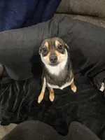 Alex, a male Chihuahua for sale in Jackson, KY – Photo 2 of 3